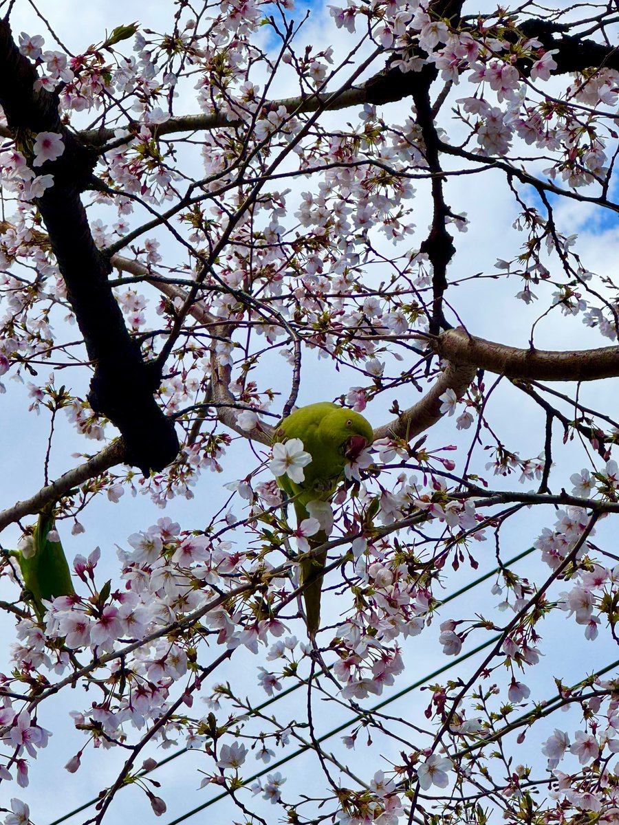 ケンタソーヤング tweet media