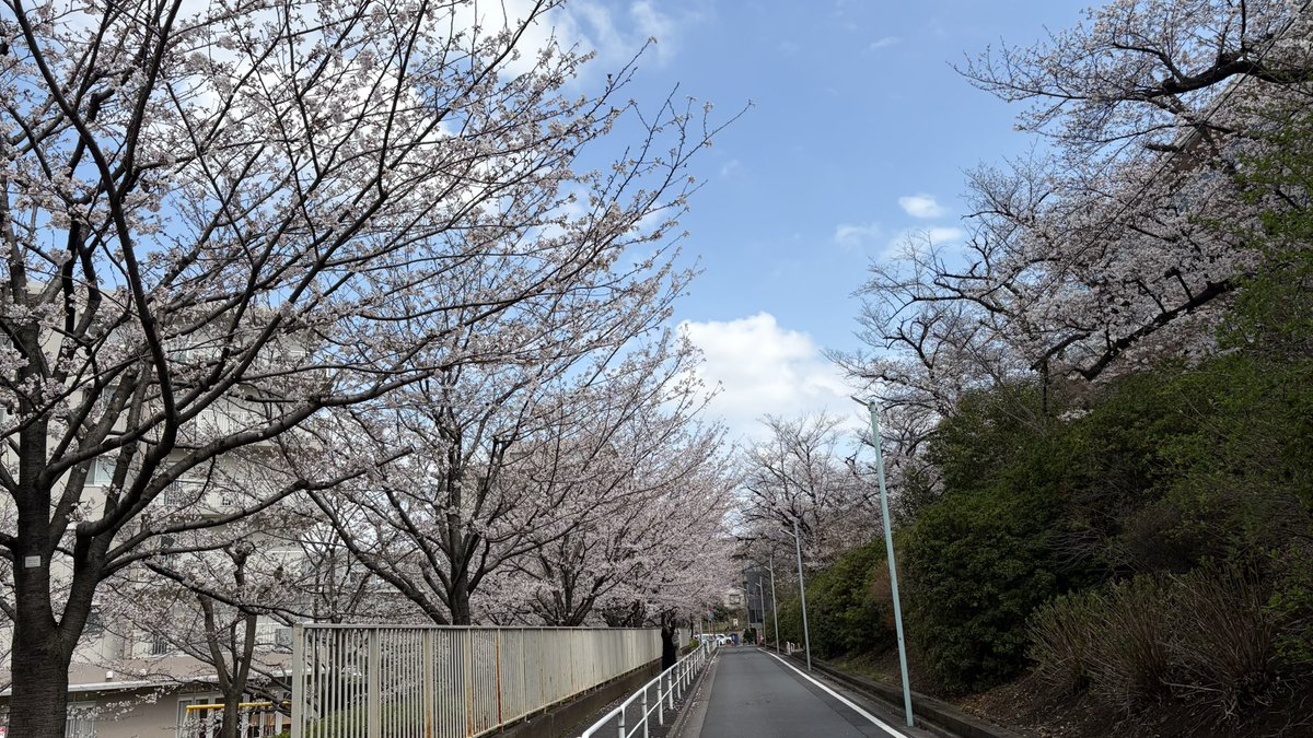 猫好きYOU | THE SOUND BEE HD | MARY RUE tweet media