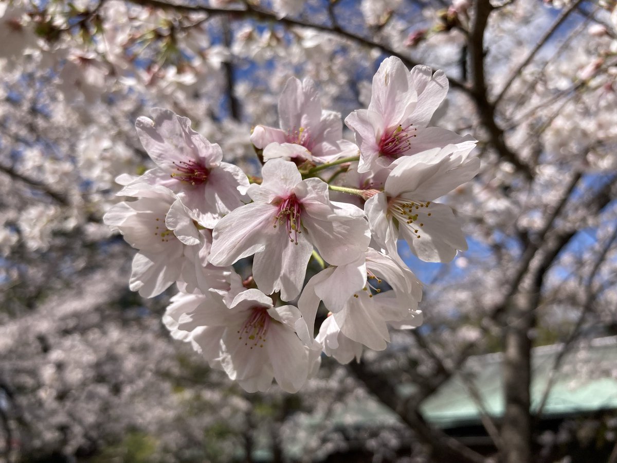 岡崎市観光協会（公式） tweet media