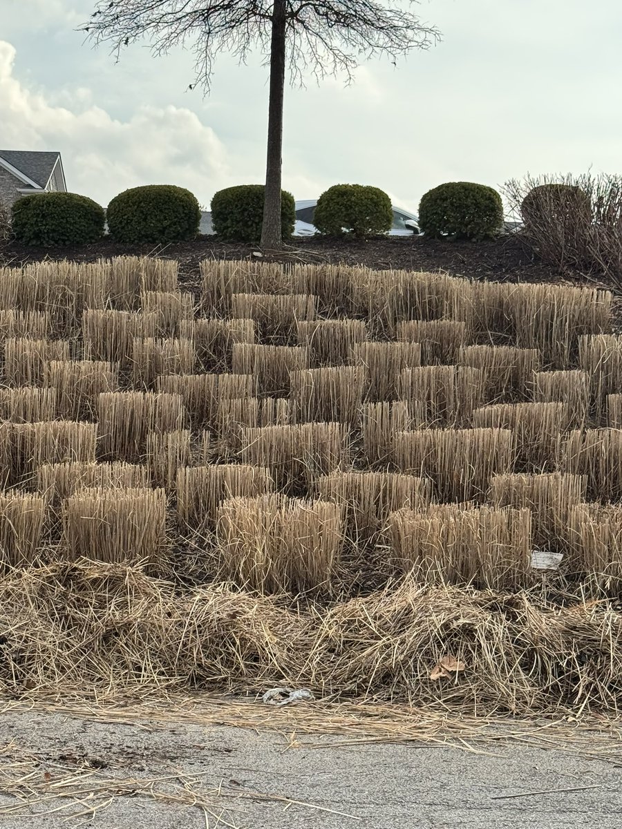 Winning_Siempre's tweet image. Hmm. #landscaping