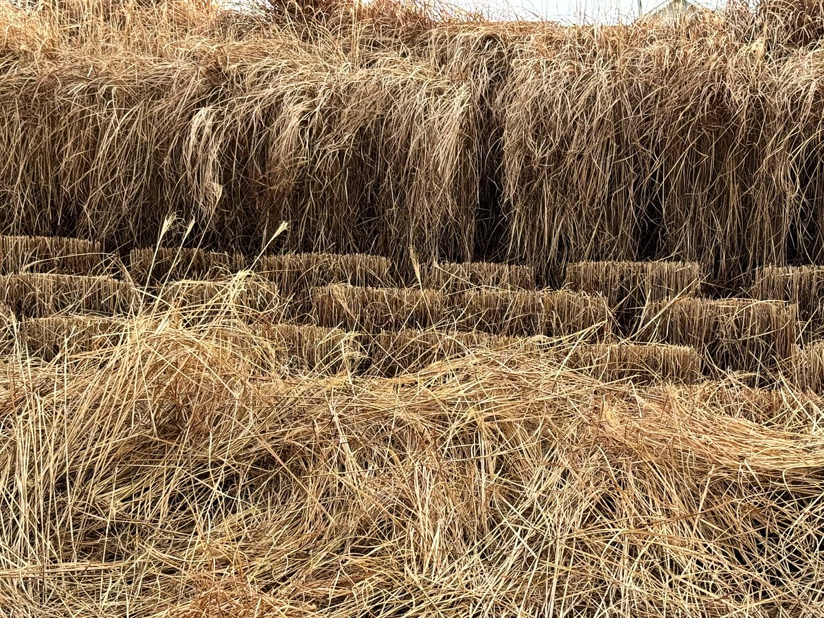 Winning_Siempre's tweet image. Hmm. #landscaping