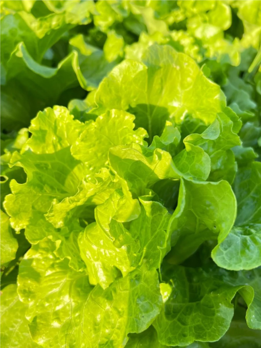 Chris Niven tweet media