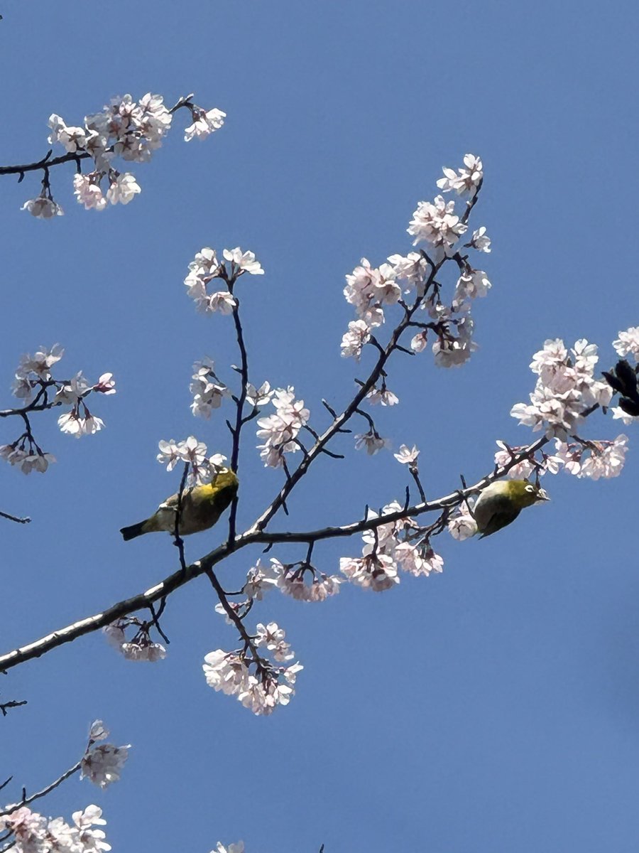 まる茶♪ tweet media