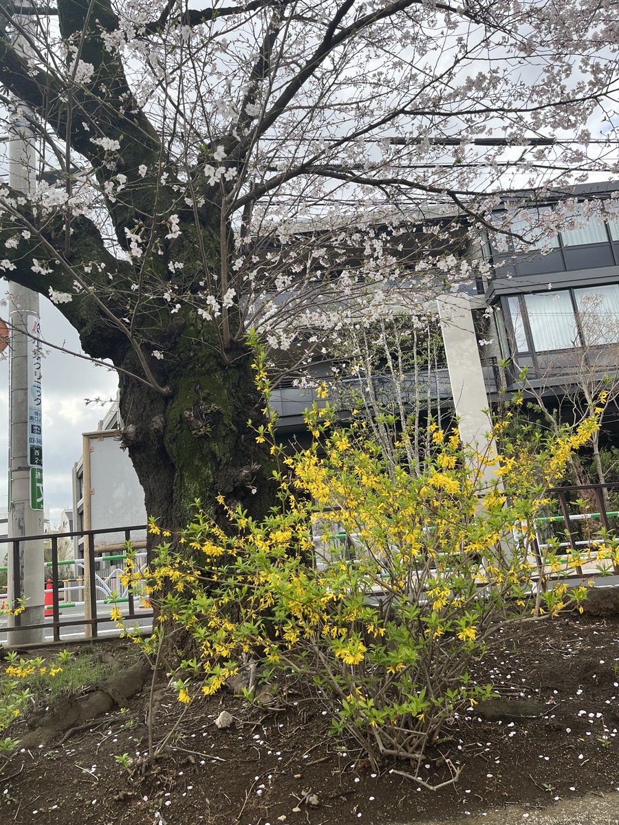代々木大山公園の桜。