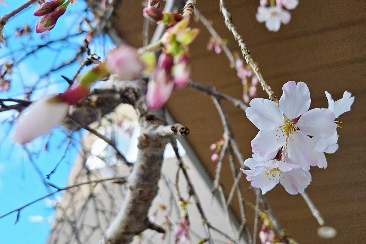 leafworksjp's tweet photo. 🌸現本社社屋玄関の桜が咲きそろいました🌸

現本社社屋はもうすぐ #TOKIZA という起業家たちの春を育てる #インキュベーションオフィス として、新しい歴史をスタートさせます🌱✨
明日はオープンイベント開催🎉どんな出会いが待っているのか？とても楽しみです🥰

同時に、お引っ越しの日も近づいており…🚚
積み上げられてゆく段ボール箱を横目に「新天地どんなとこかな〜💕」とワクワク中のぬいぐるみたちを発見👀📷

2026年春、リーフワークスの新しい門出が目前です🎉✨

#さくらの日 #桜の日 #時座 #TOKIZA #社屋移転