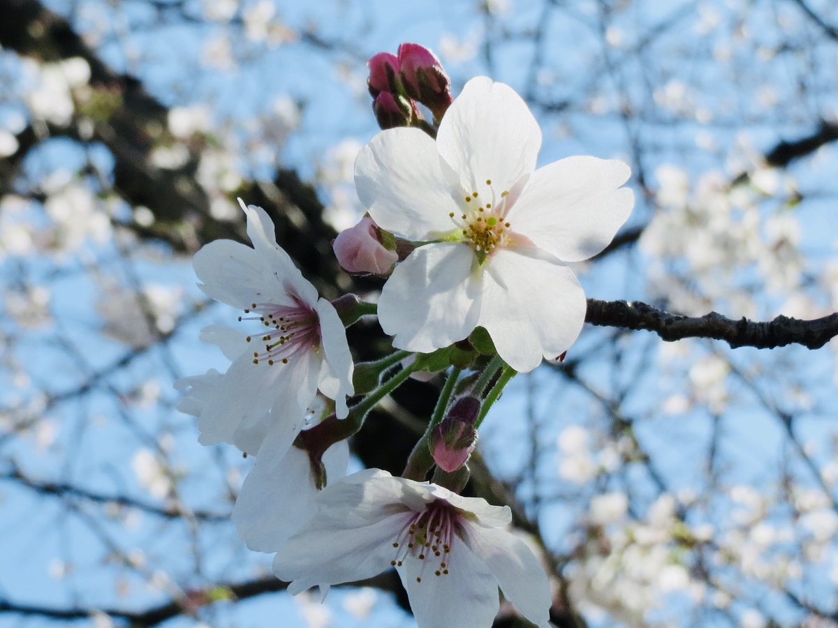 h_saiki's tweet photo. 桜🌸
@矢戸川
'26.3.27
#ixy3 https://t.co/SGqxjSR8k6