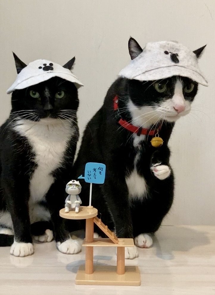 ぷみお現場の猫 tweet media