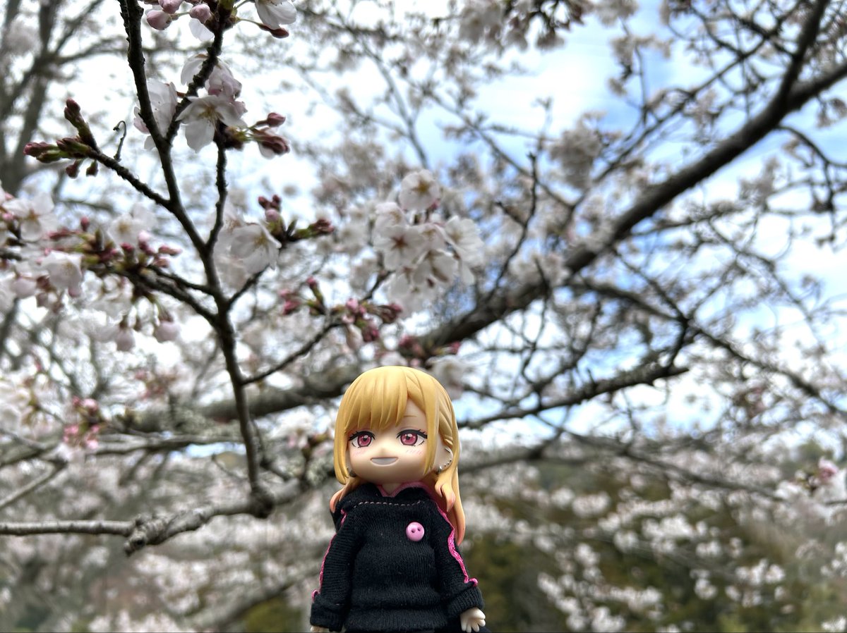 カメの里:3/21アイドール東京D09〜10 tweet media