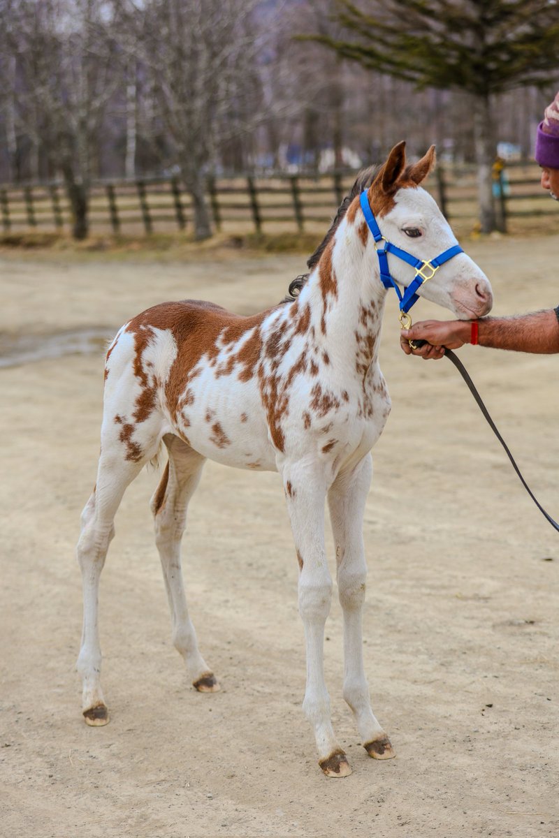 出越 茂毅(Shige)@日本プロ麻雀連盟 tweet media