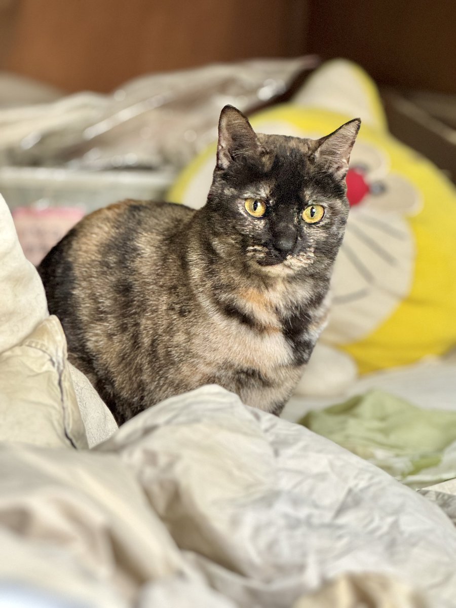 ラブ 😸💕 tweet media