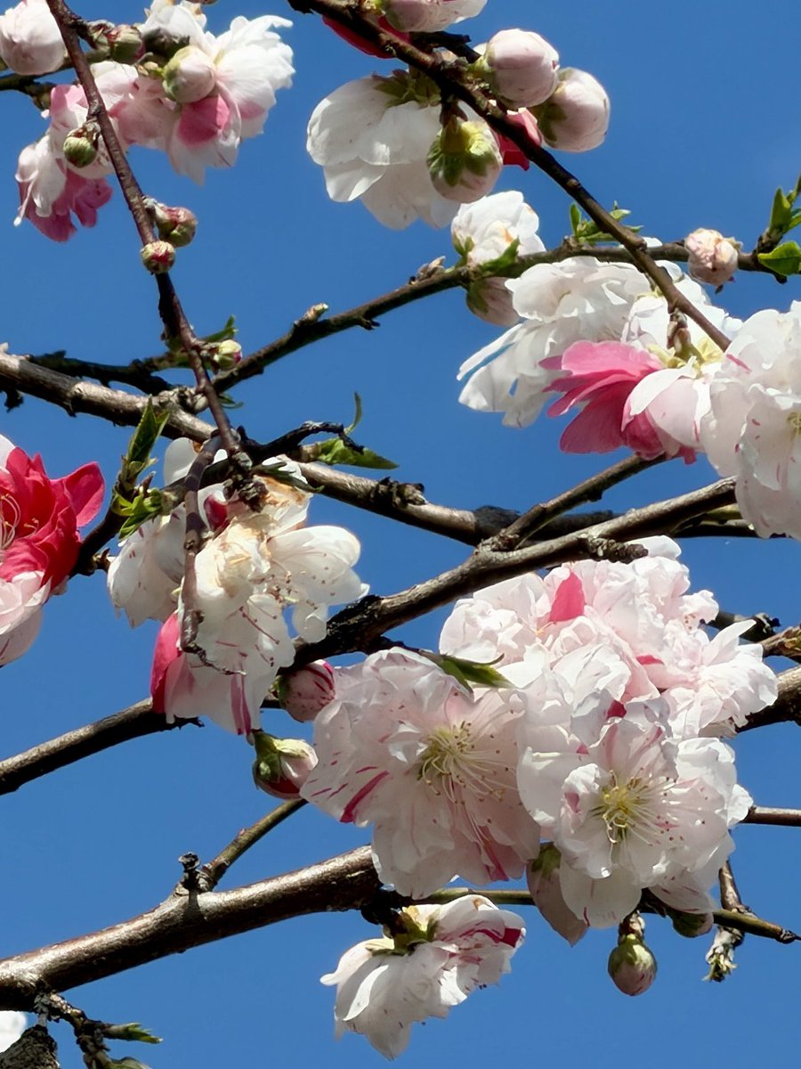 今年もこの２つの花が咲く季節になってきました。もう春かと油断させておいて寒の戻りで痛い目に合わせる気満々で咲き誇ってます。今年こそ騙されないぞ！