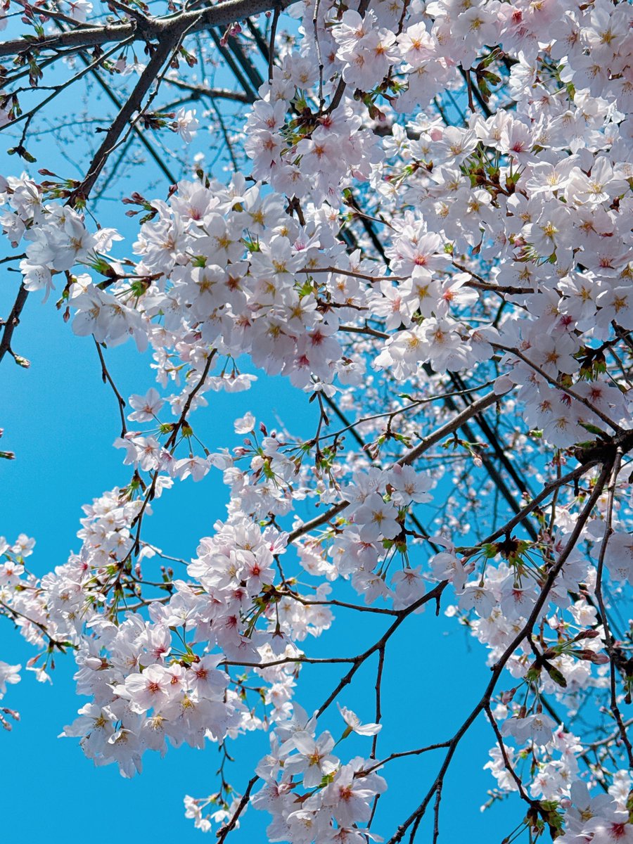 ♠️🎰 tweet media