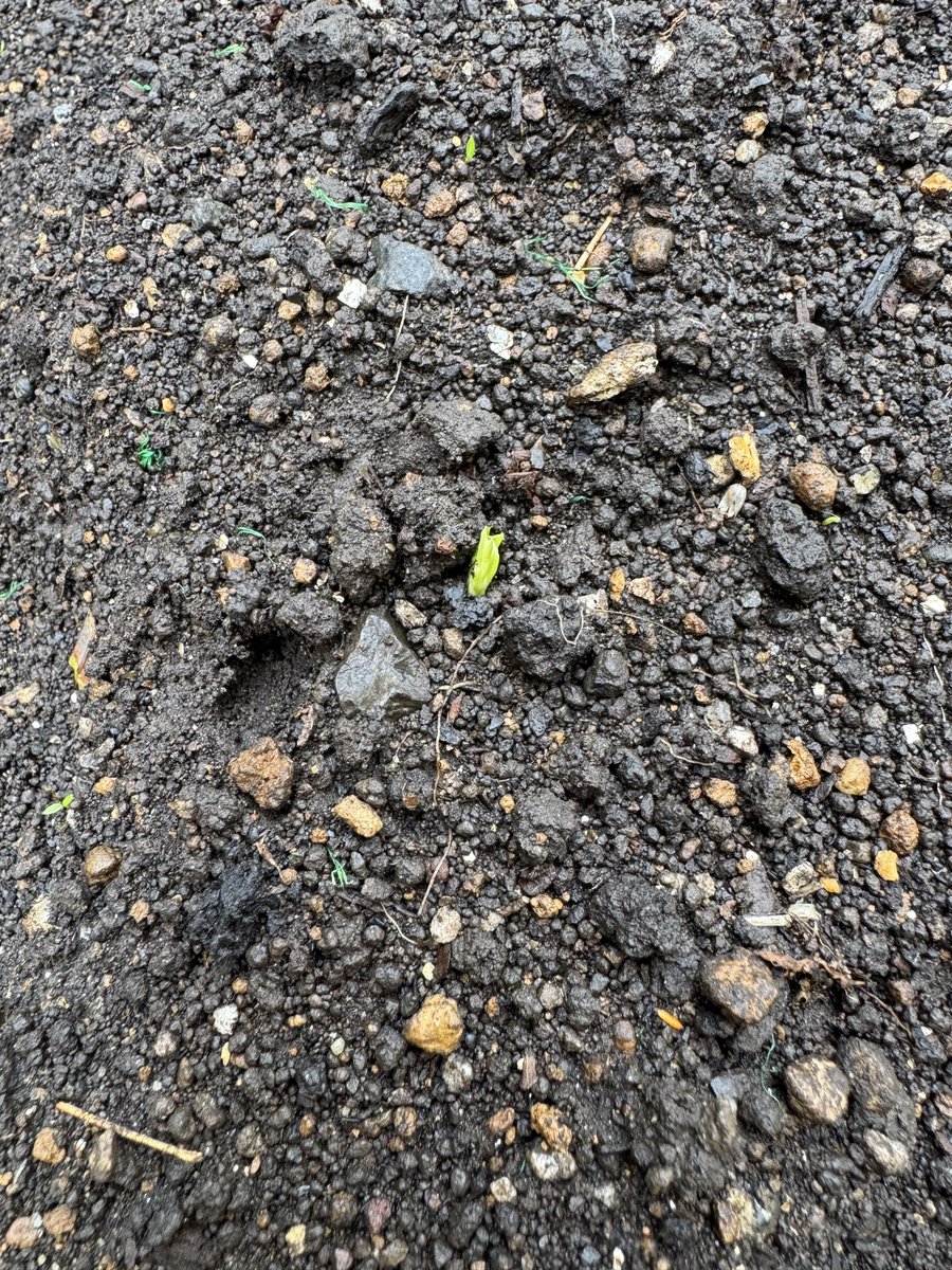 ちょこ太 tweet media