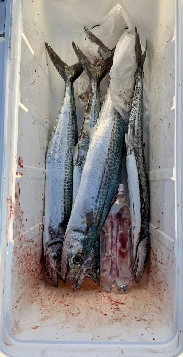 🇯🇵kotaro🐟 tweet media