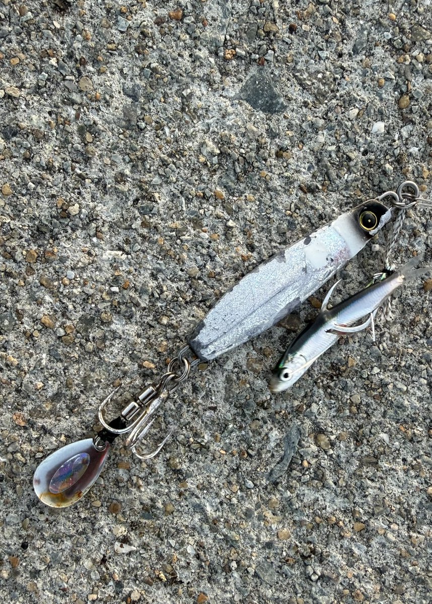 🇯🇵kotaro🐟 tweet media