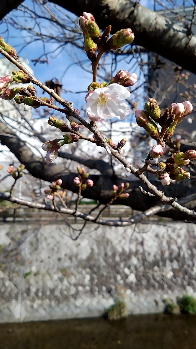 OliveOil&Cafe CHIACCHIERA オリーブオイル&カフェ　キアッケラ tweet media