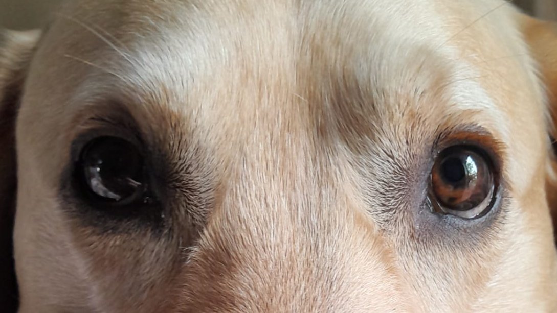 Los ojos más puros que me puedan mirar