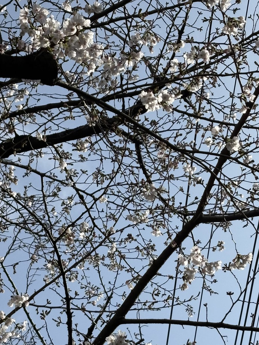 🌸酒豪ねーさん🐼 tweet media