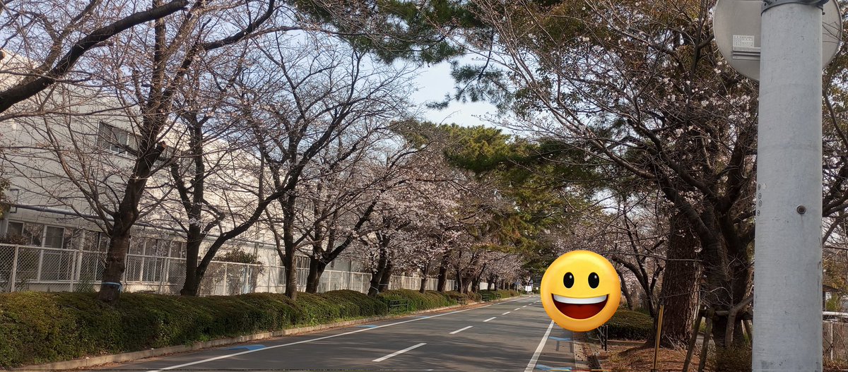 桜🌸のトンネルができつつあります。