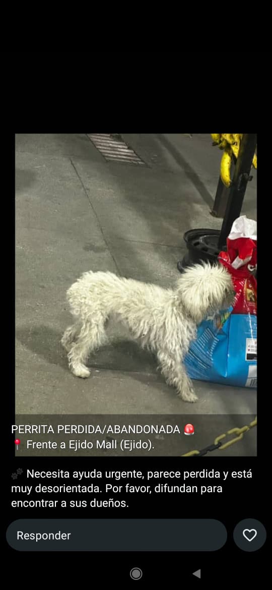 SOS Fauna Mérida tweet media