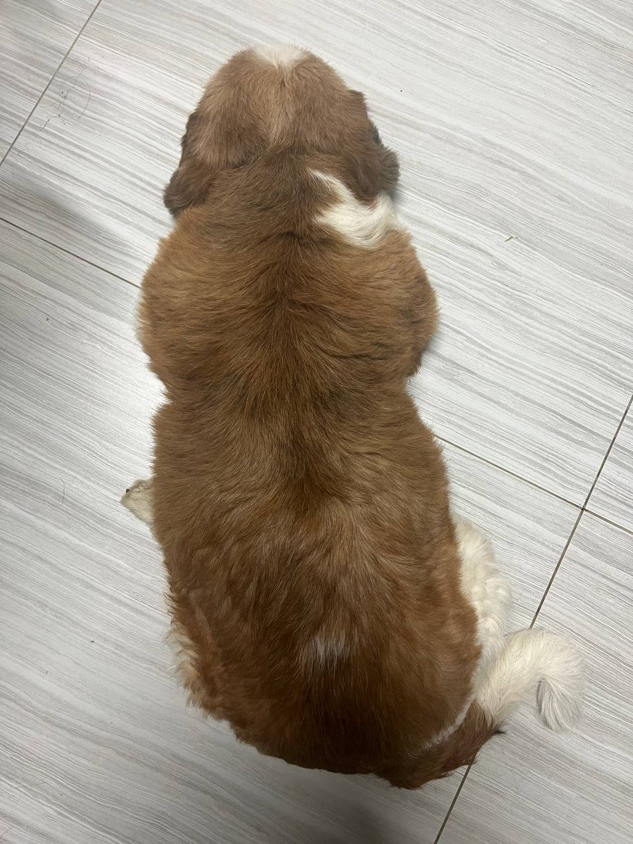 Gogi Chan tweet media