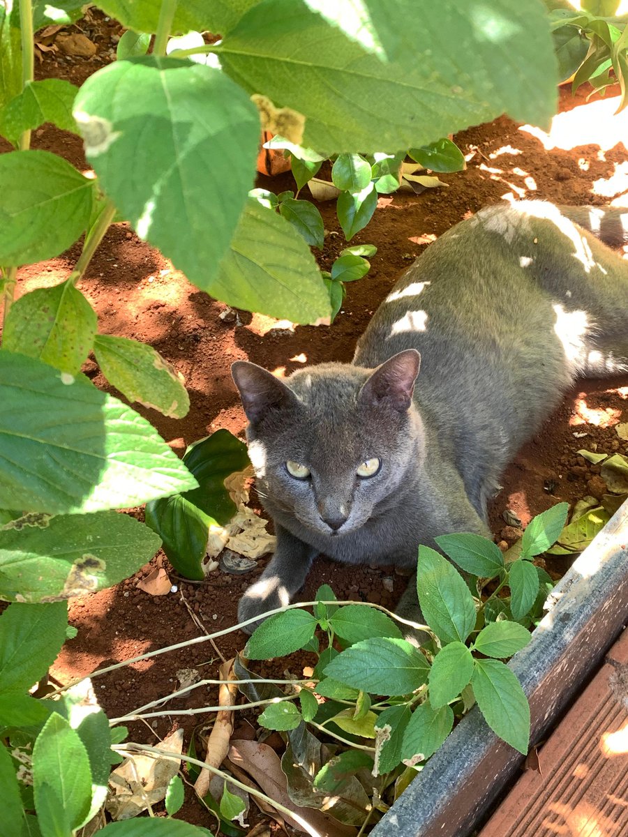 Hyogo 🐇 Leia Bye Bye Bunny tweet media