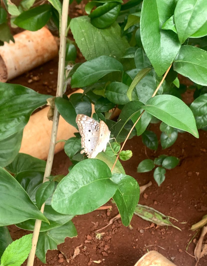 Hyogo 🐇 Leia Bye Bye Bunny tweet media