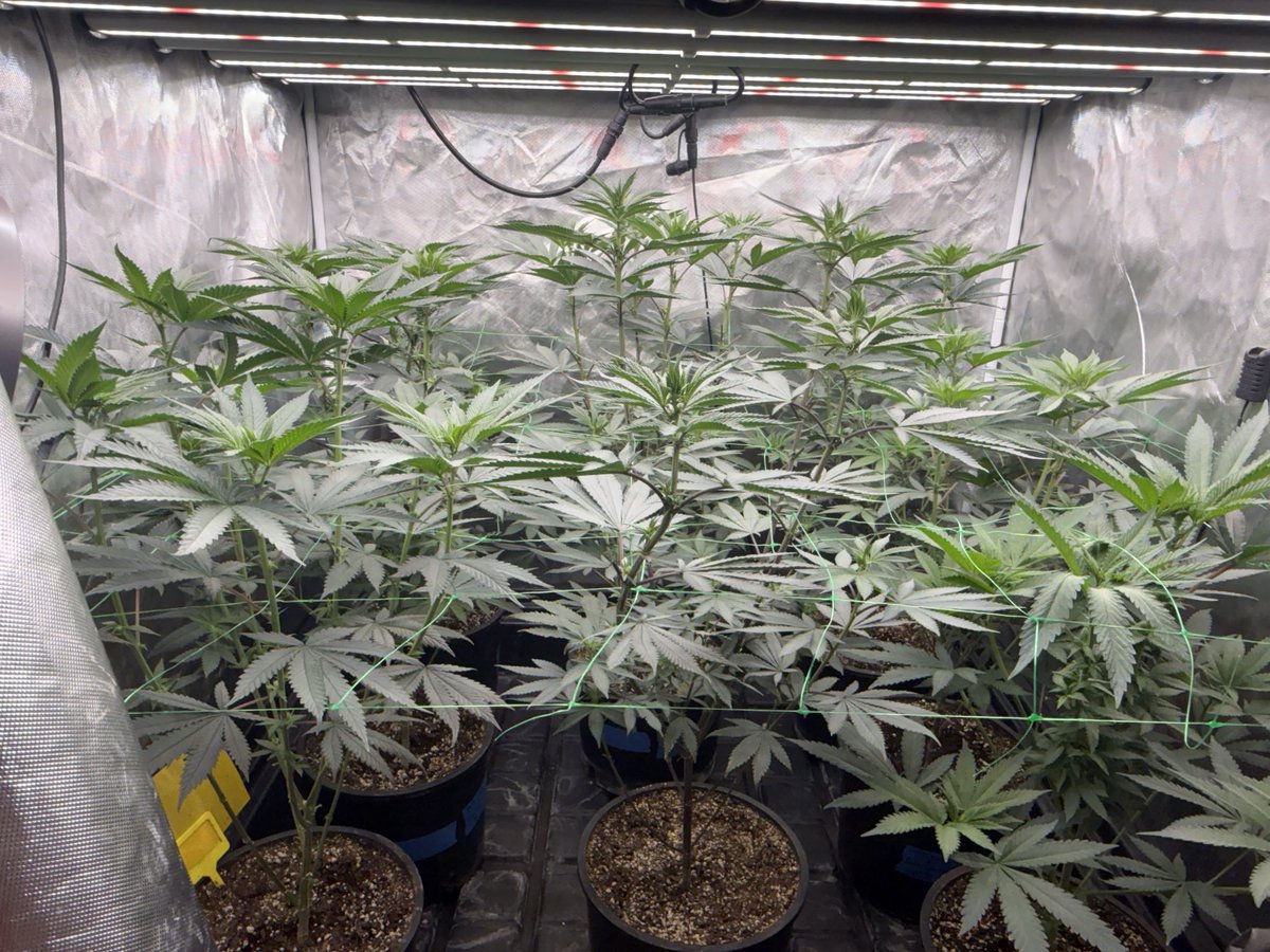 BillyJoeWinghead.eth💨 tweet media