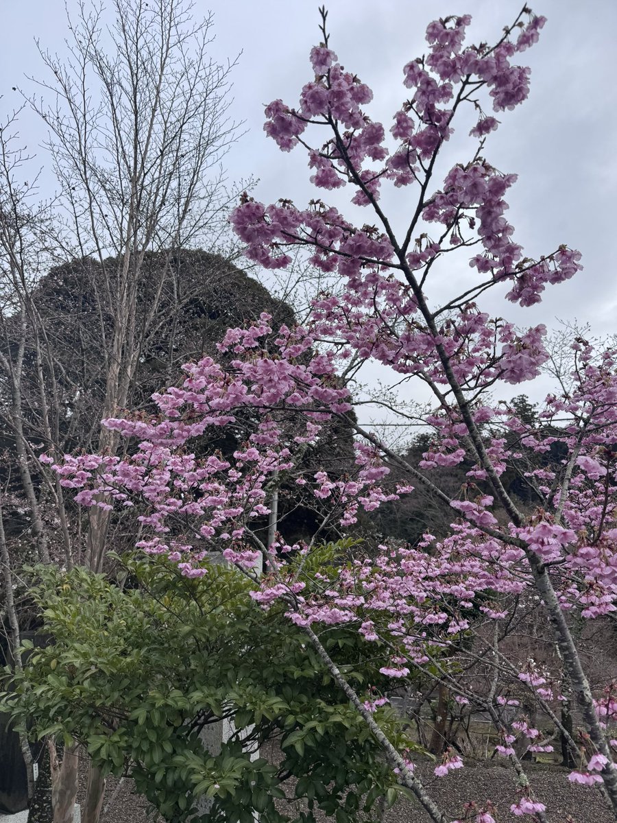 れんげつ🌙蓮月 tweet media