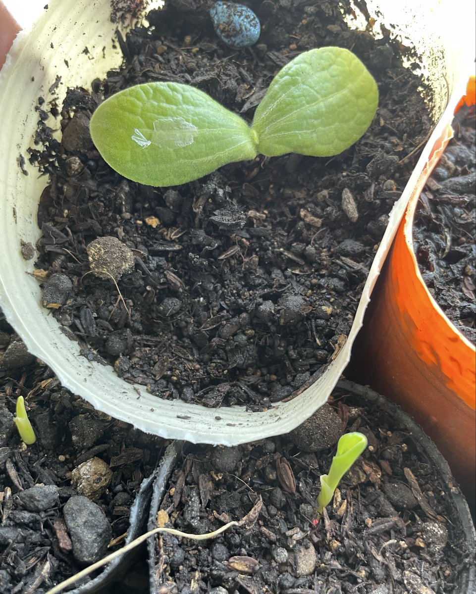 ひかる@男子2028S tweet media