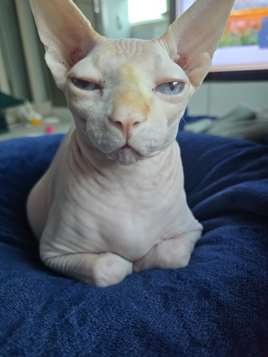 백설기/사진퍼가지말라고양심없는새끼들아 tweet media