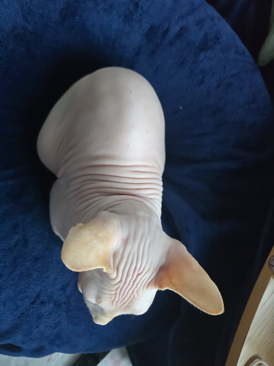 백설기/사진퍼가지말라고양심없는새끼들아 tweet media