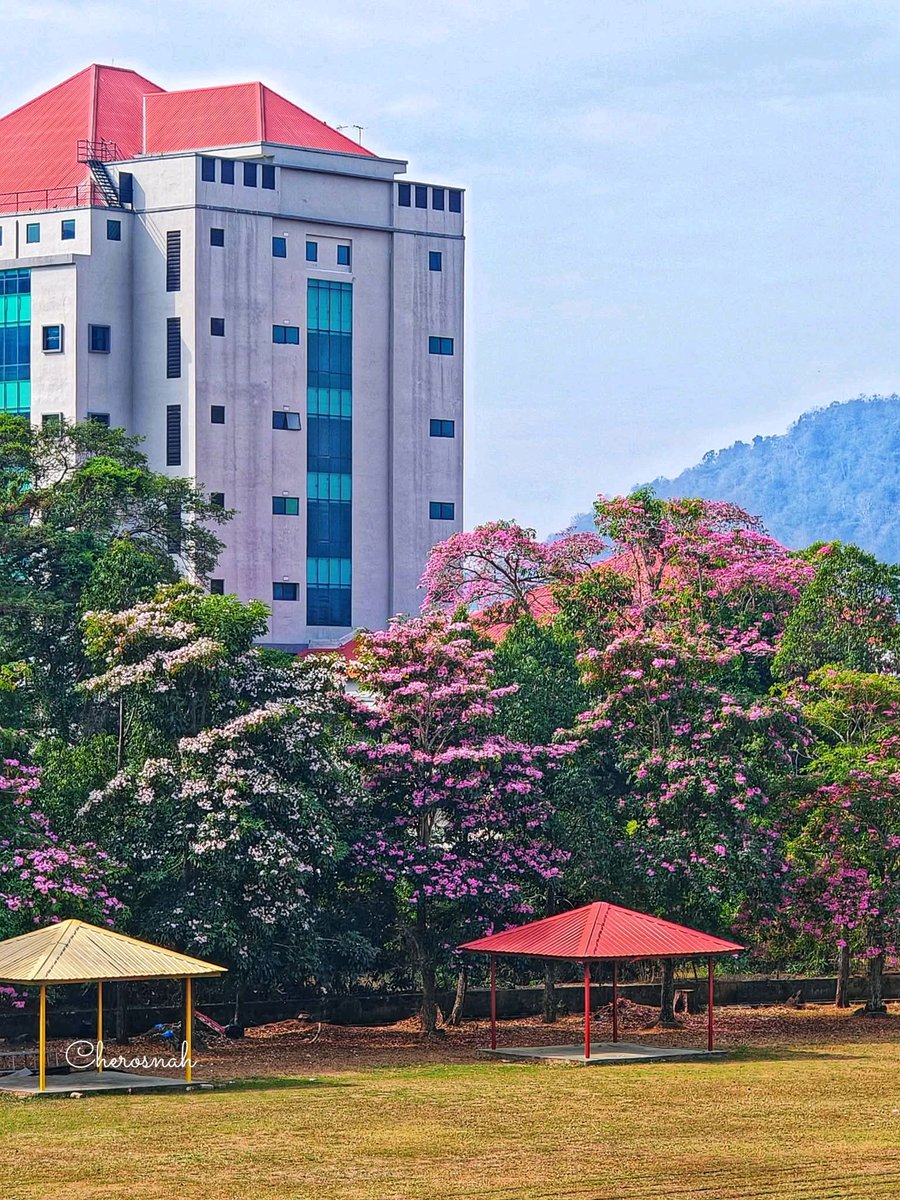 Perlis Permai tweet media