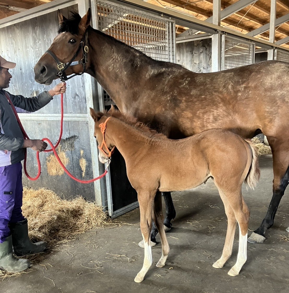 アヤサン牧場のオジサン tweet media