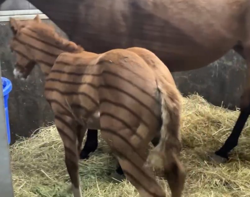 アヤサン牧場のオジサン tweet media