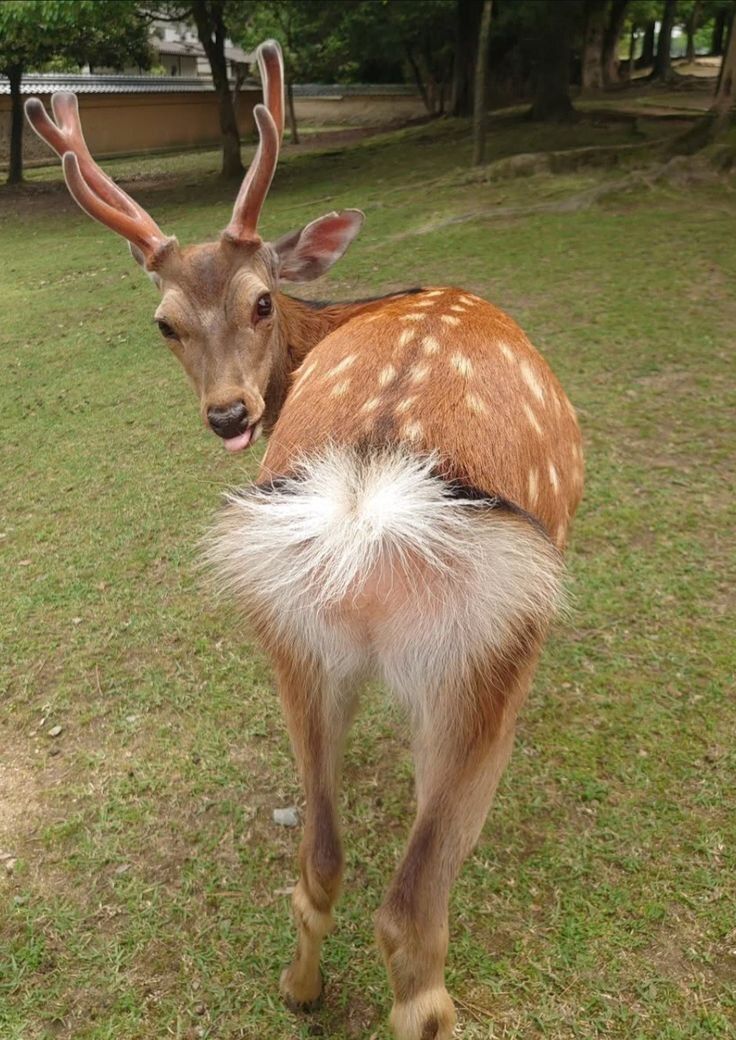 (CHECK PINNED) Deer in Places they Shouldn't Be tweet media