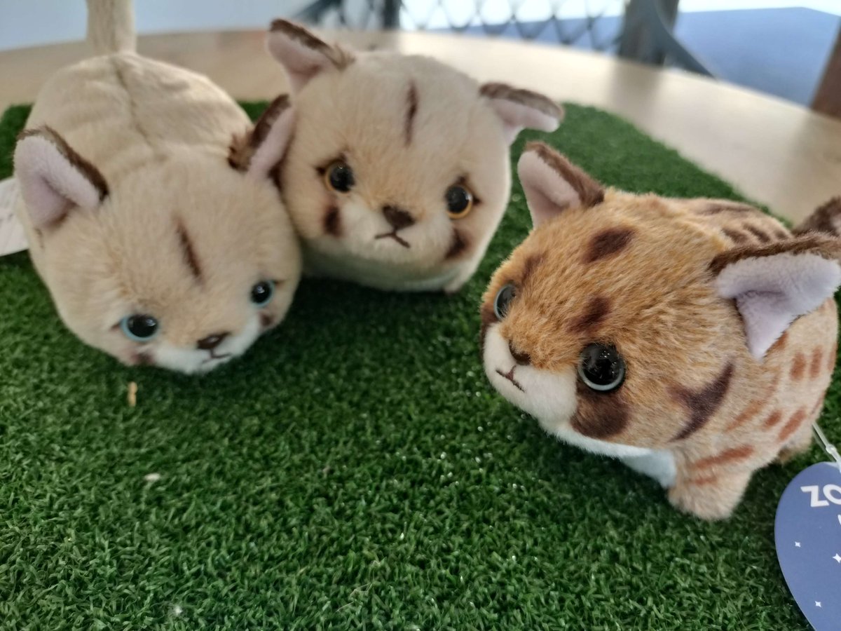ついに皆様待望の!! ぽちゃまるピューマ赤ちゃん‼登場です