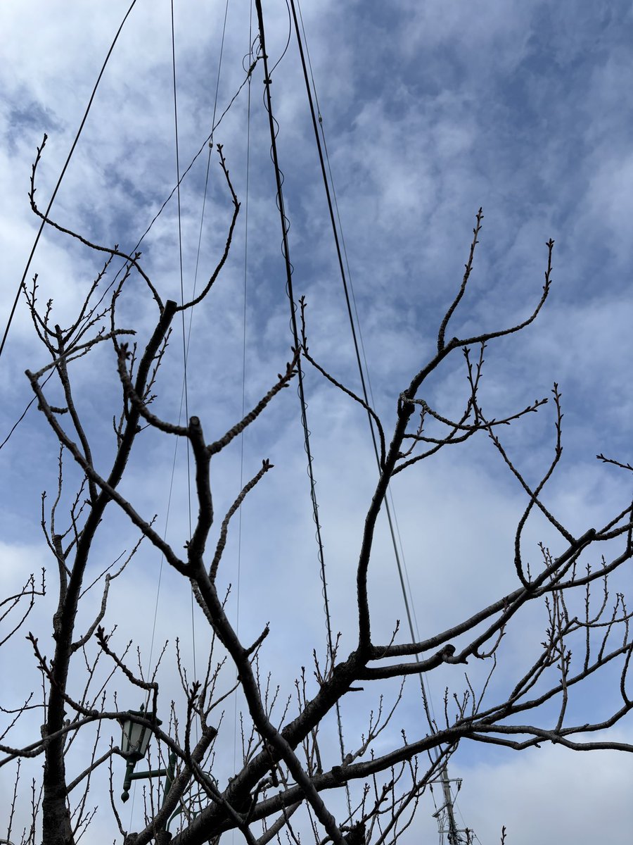 鶴田町のしも tweet media