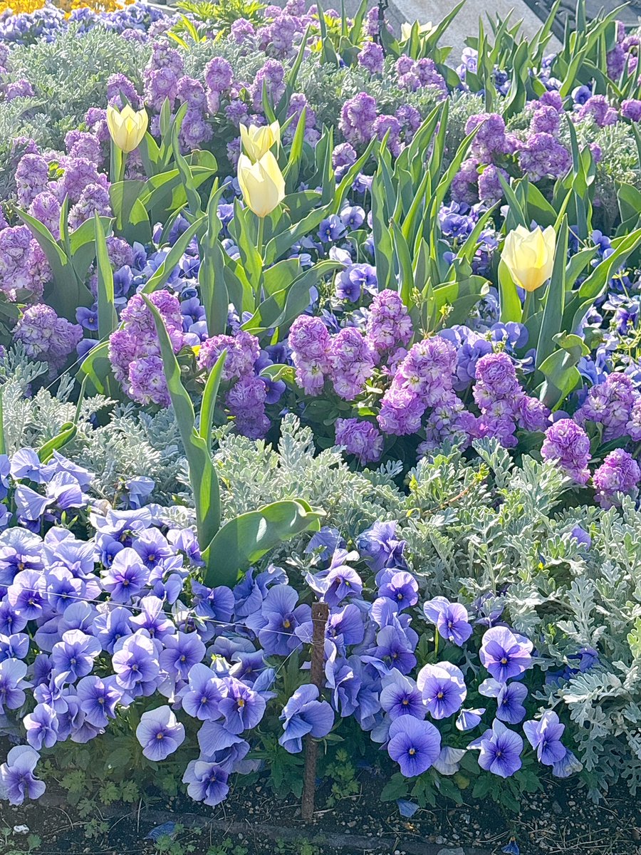 2026年3月27日(金) 出勤前の朝の鶴舞公園☺️桜は8～9分咲きくらいでとっても綺麗でした🌸週末は天気も良く、満開になるのでしょうね🥰
#企業公式つぶやき部 #企業公式相互フォロー #保護ケースのブルー #鶴舞公園 #鶴舞公園お花見