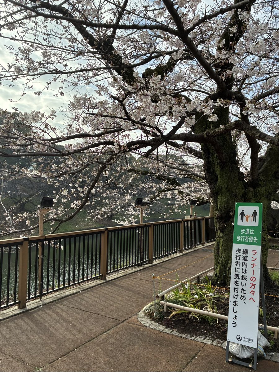 minorun888's tweet photo. モーニングお花見ラン最高でした🌸

ランナーの方々へ
緑道内は狭いため歩行者に気をつけましょう😊

天気予報的には、火曜日の朝まで楽しめそうですよ。 https://t.co/88hPdBRczp
