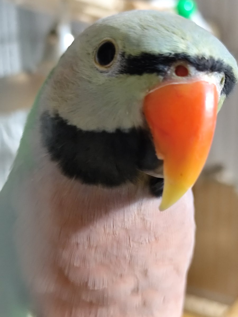 ヴィルキス ヴイツツ🇺🇦 tweet media