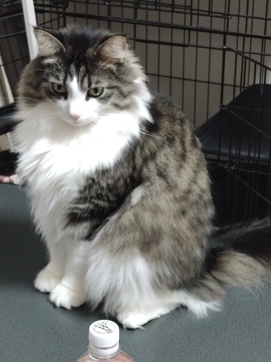 飼い猫溺愛のおに tweet media