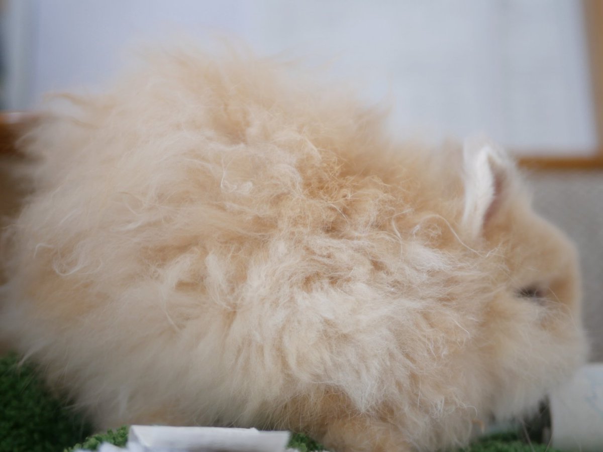 うさぎのひのき🌳 Hinoki bunny tweet media