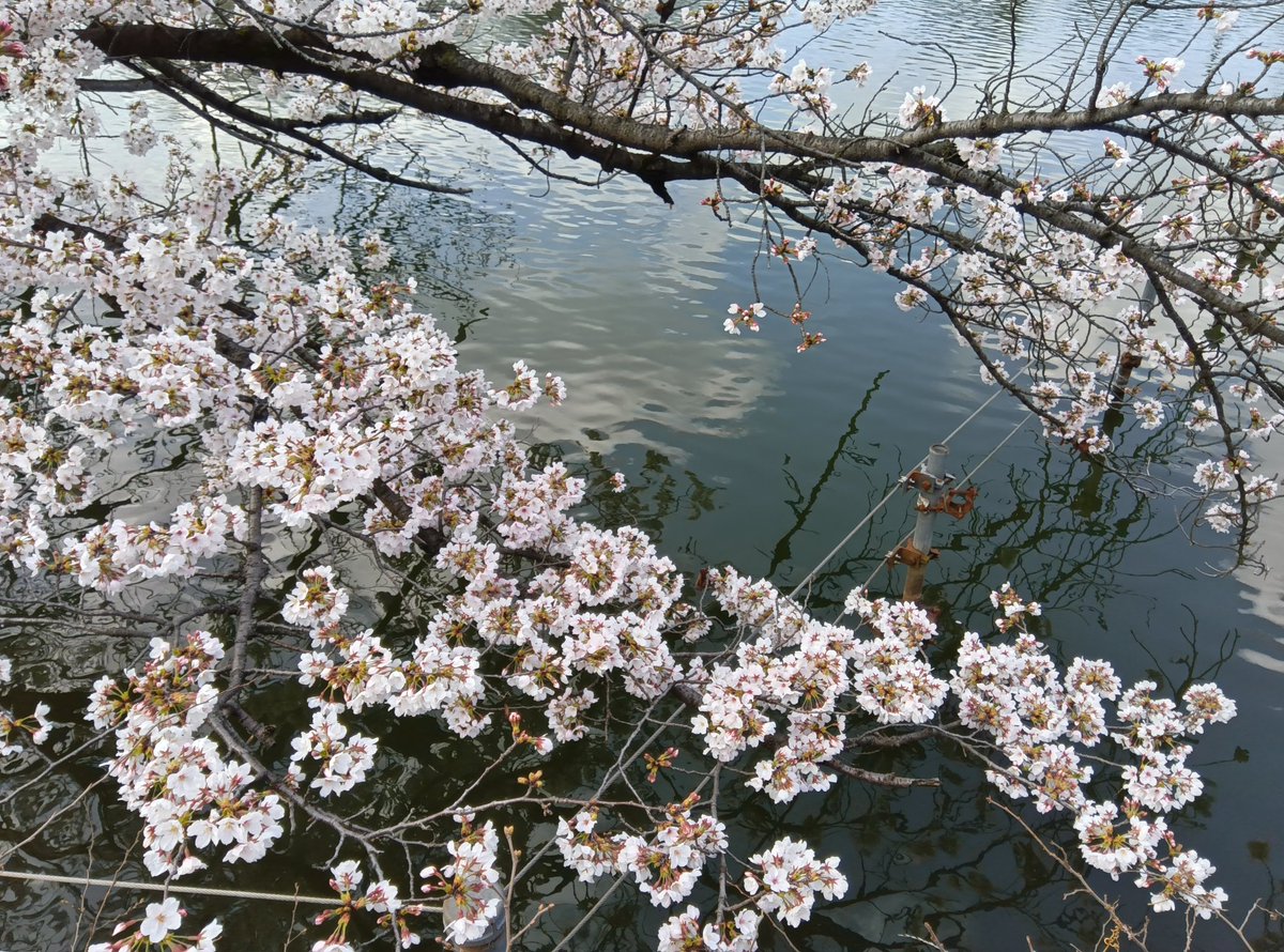 文一総合出版【公式】4月の新刊は5冊 tweet media