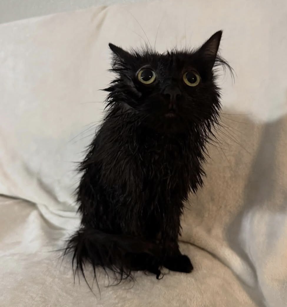 ‍‍ ‍‍‍‍˖֗ ִ༢ ּ ‍‍‍‍𝓱𝐚𝐮𝐧𝐭𝐞𝐝. 𓂅⁩ tweet media