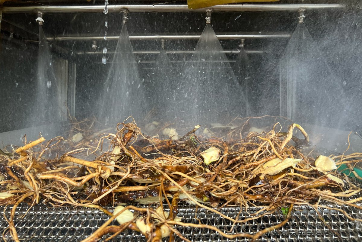 #PHAMAPlus Kava Export Development in Fiji Performance Story highlights the benefits of green kava processing for rural livelihoods, improved production systems and greater inclusion across the value chain.

Read the full report: phamaplus.com.au/wp-content/upl…

#PacificTrade #DTGlobal