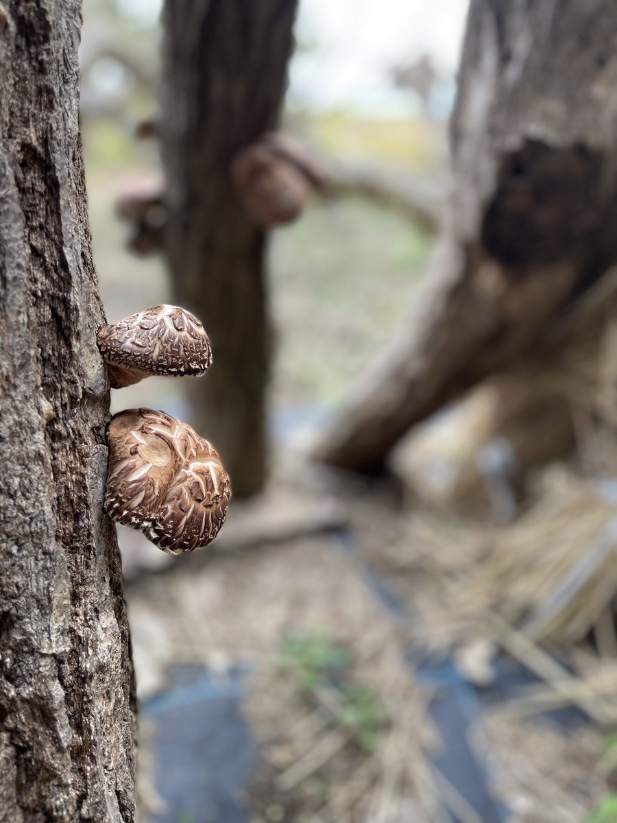 サンデザインアソシエーツ【公式】東京・大阪 中途募集中！ tweet media