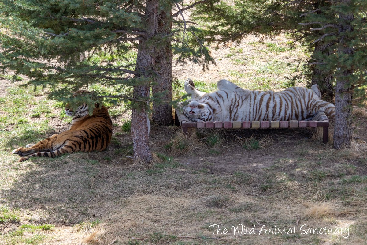 The Wild Animal Sanctuary tweet media