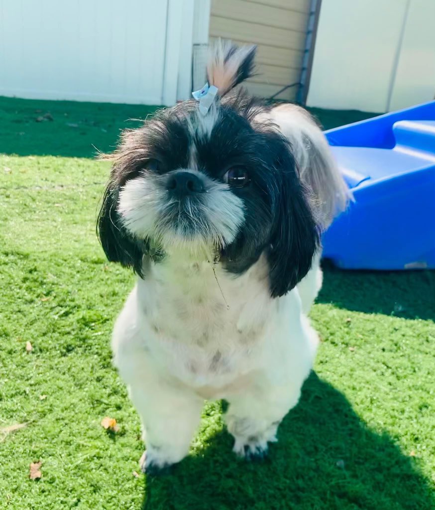 Have you seen my dog?