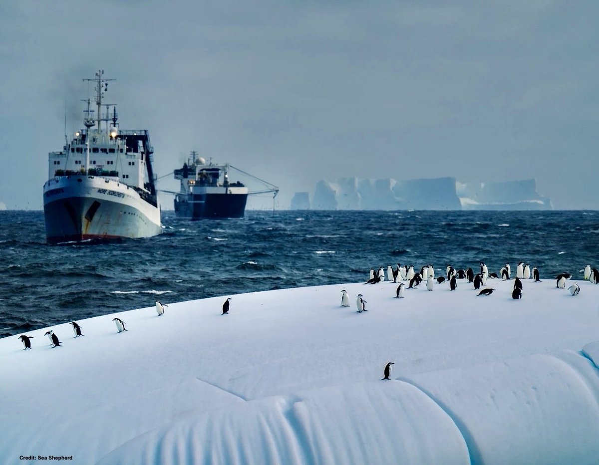 Dr Tom Montgomery tweet media